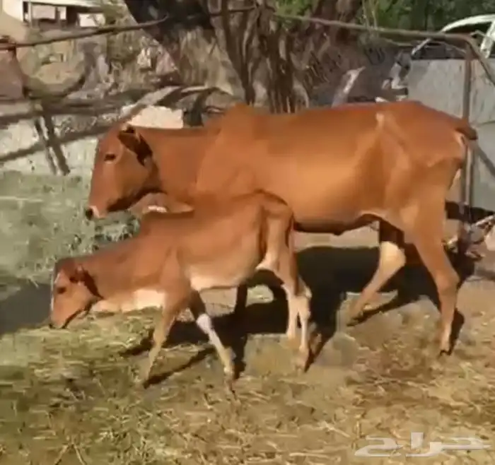 بقره منتوجه 0