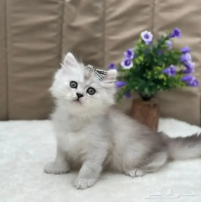 انثى سكوتش سيلفر لونق هير 0