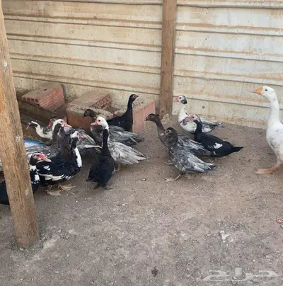 بط شهرمان index