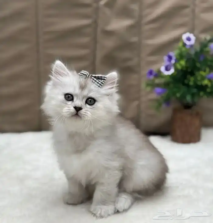 انثى سكوتش سيلفر لونق هير 1