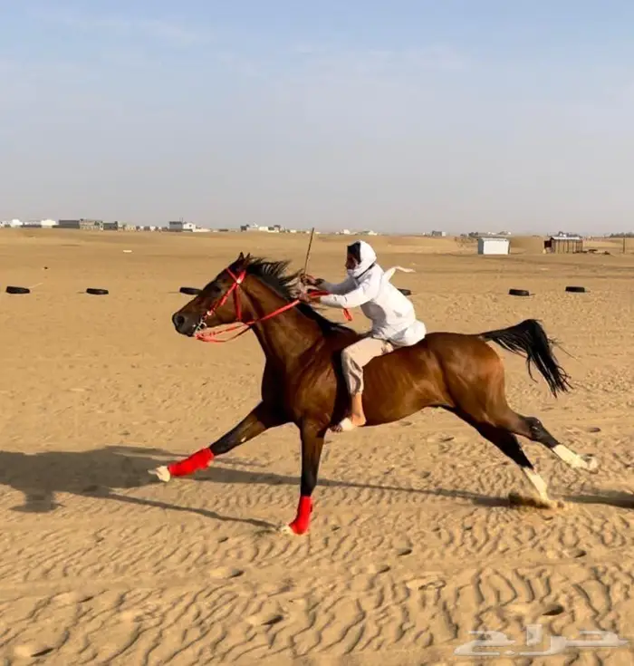 للبيع الحصان الكفو السبوق النوع فرنسي 0