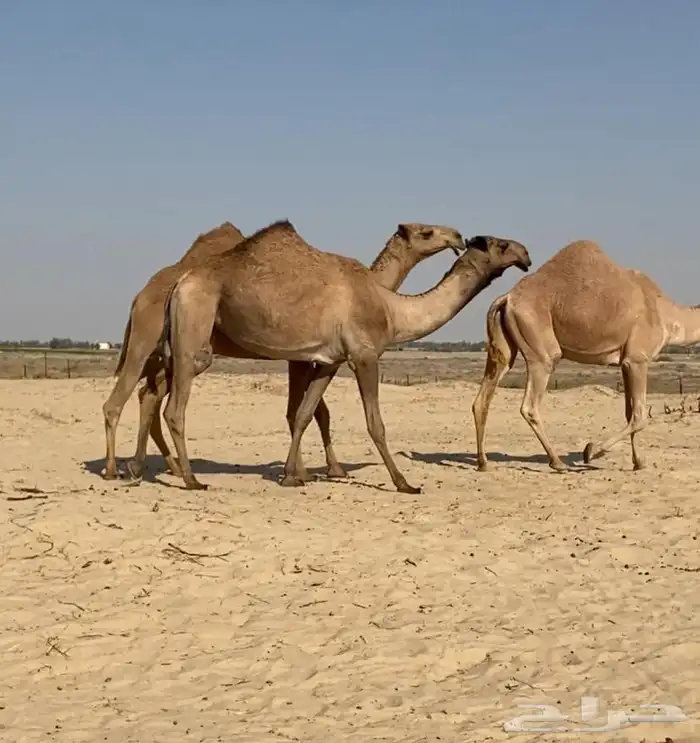 بكار كككفو وطيبه للبيع 10