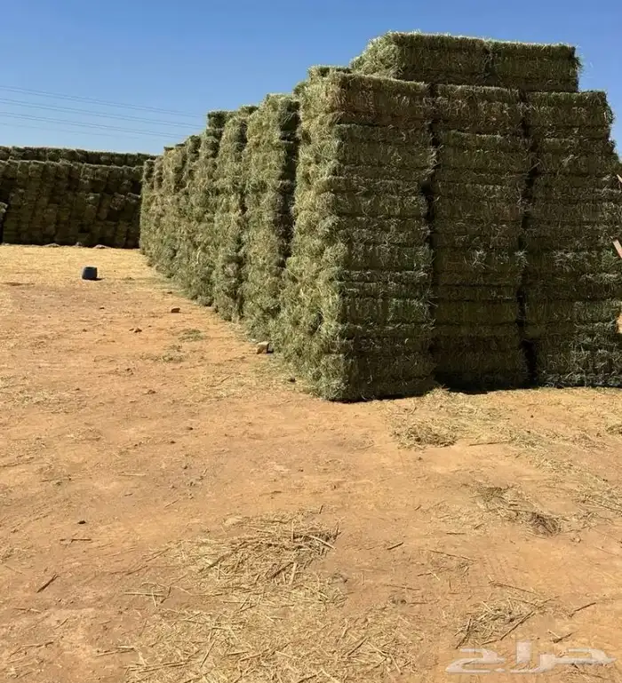 برسيم صافي   مخلوط 0