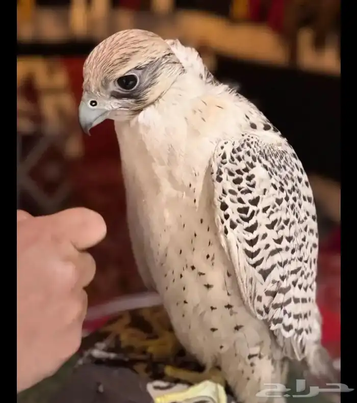 دجاج   الي يخبر لي صقر للبيع يتواصل معي 2