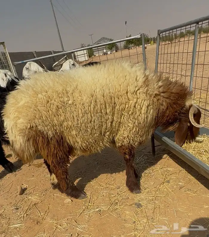 جذع نعيمي فاخر بلدي 1