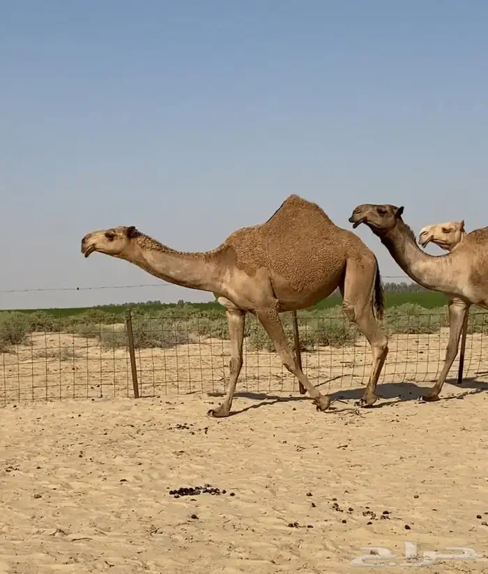 بكار كككفو وطيبه للبيع 3