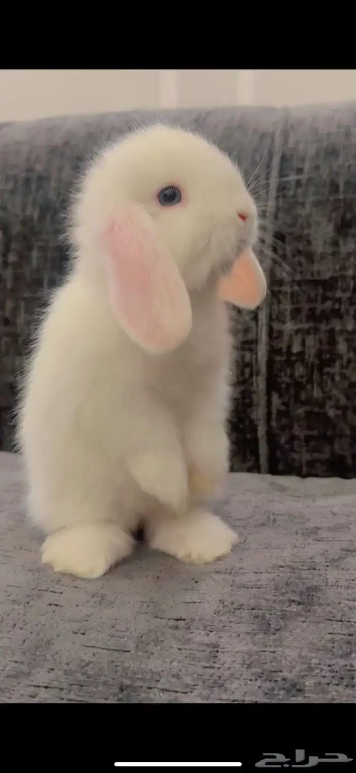 ارنب هولند لوب 0