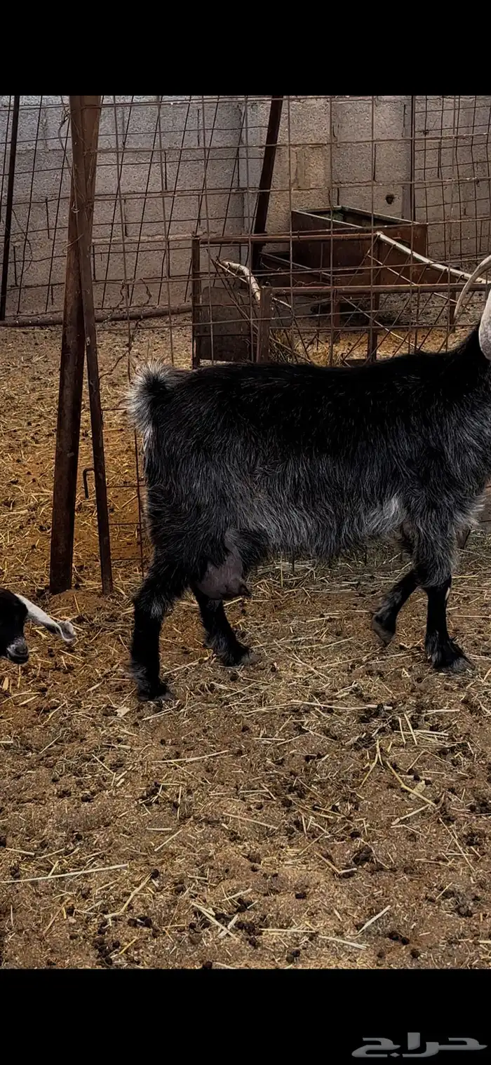 عنز معها 2 بالدوادمي 1