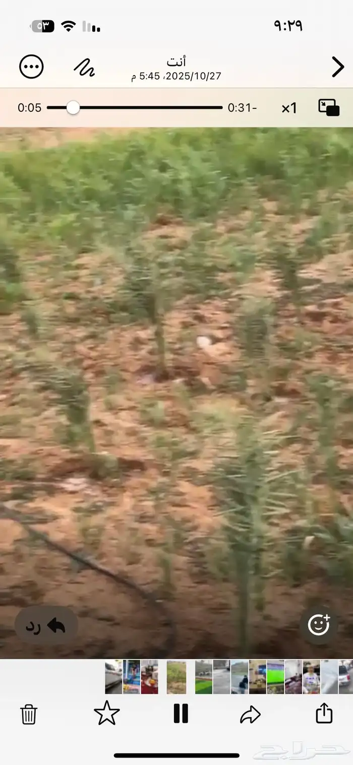 شتلات نخل سكري وخلاص النوعية من بيشة 0