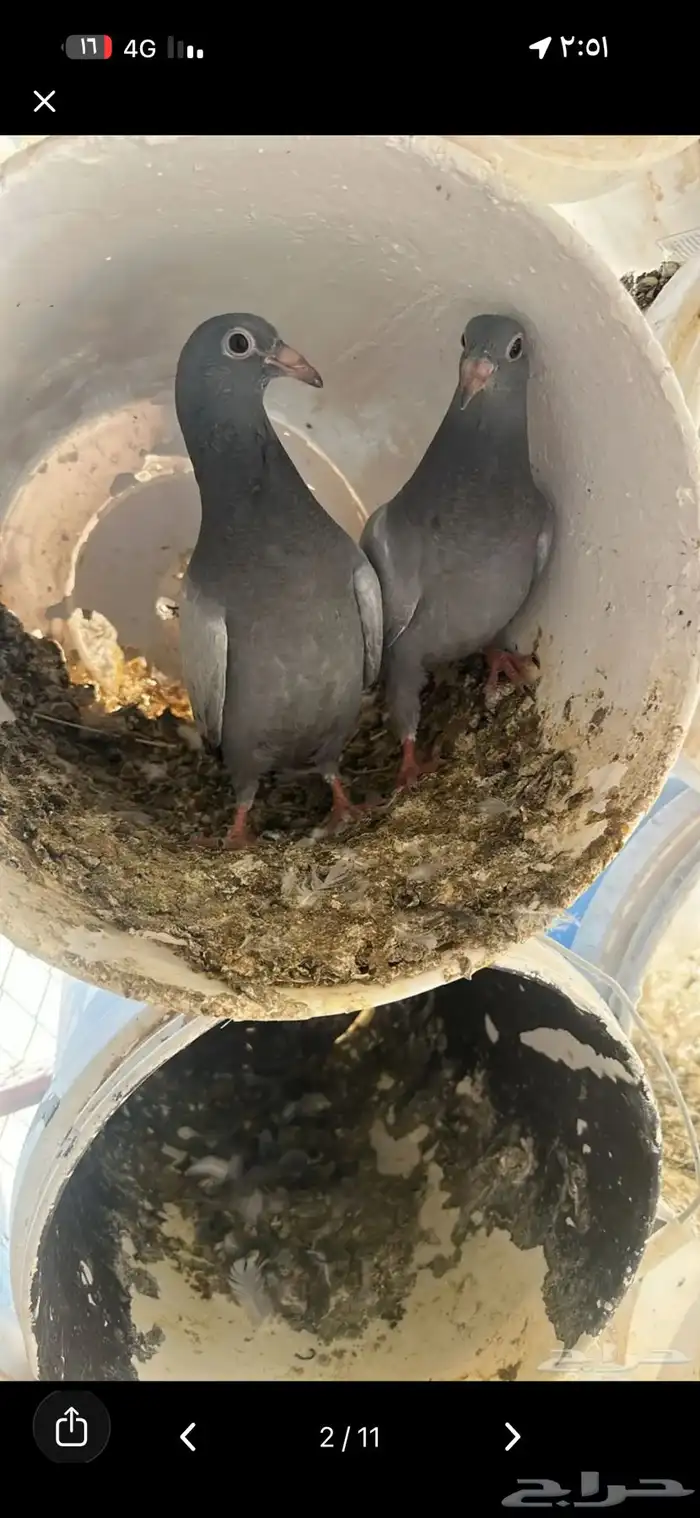 فروخ حمام للبيع 0