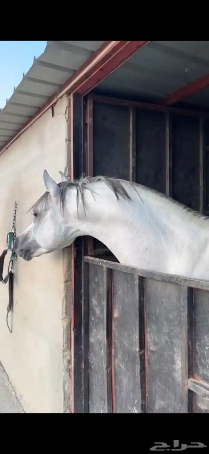 حصان فاخر. 0