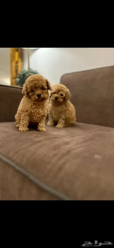 توي بودل بيور ماشاءالله index