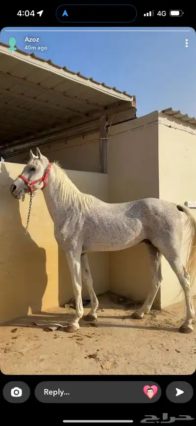 حصان واهو فاخر مصري index