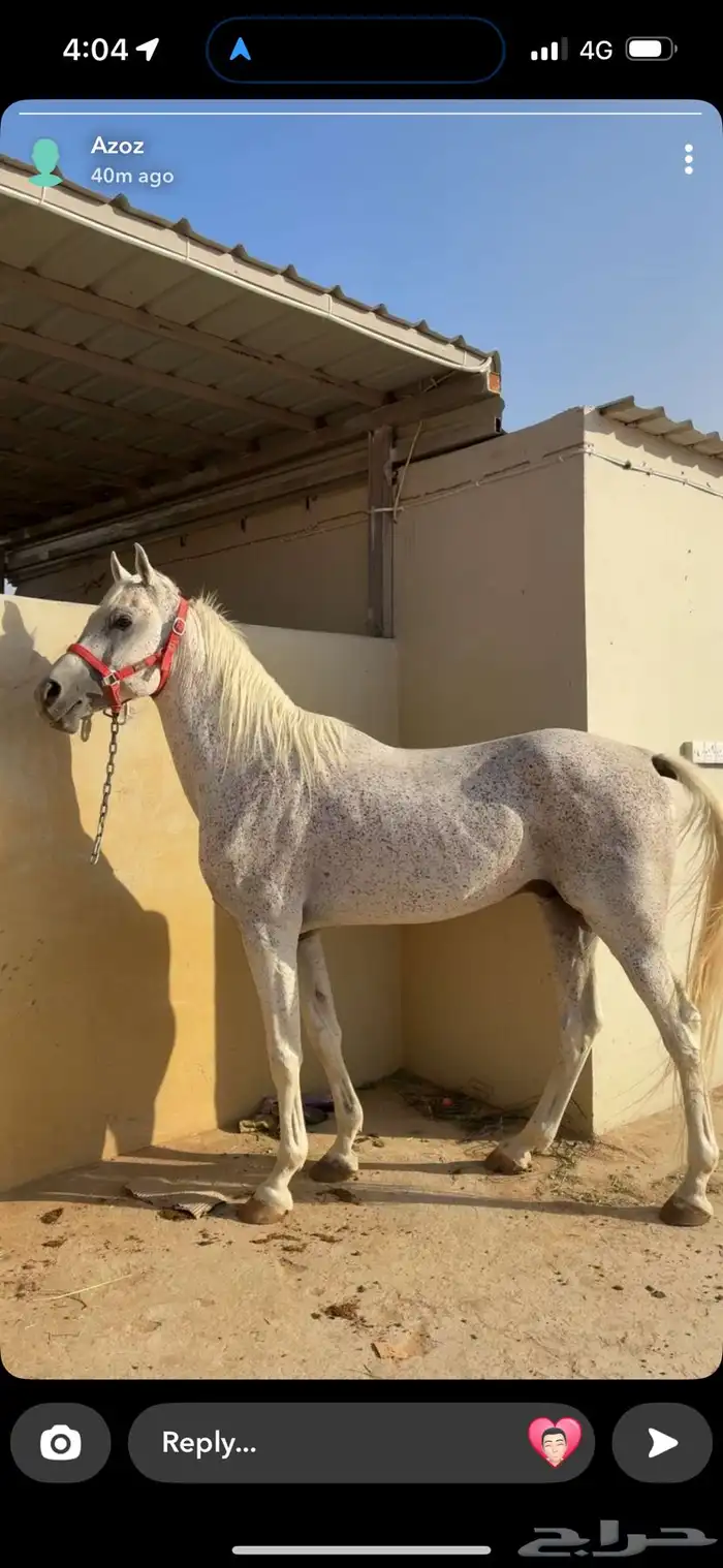 حصان واهو فاخر مصري 0