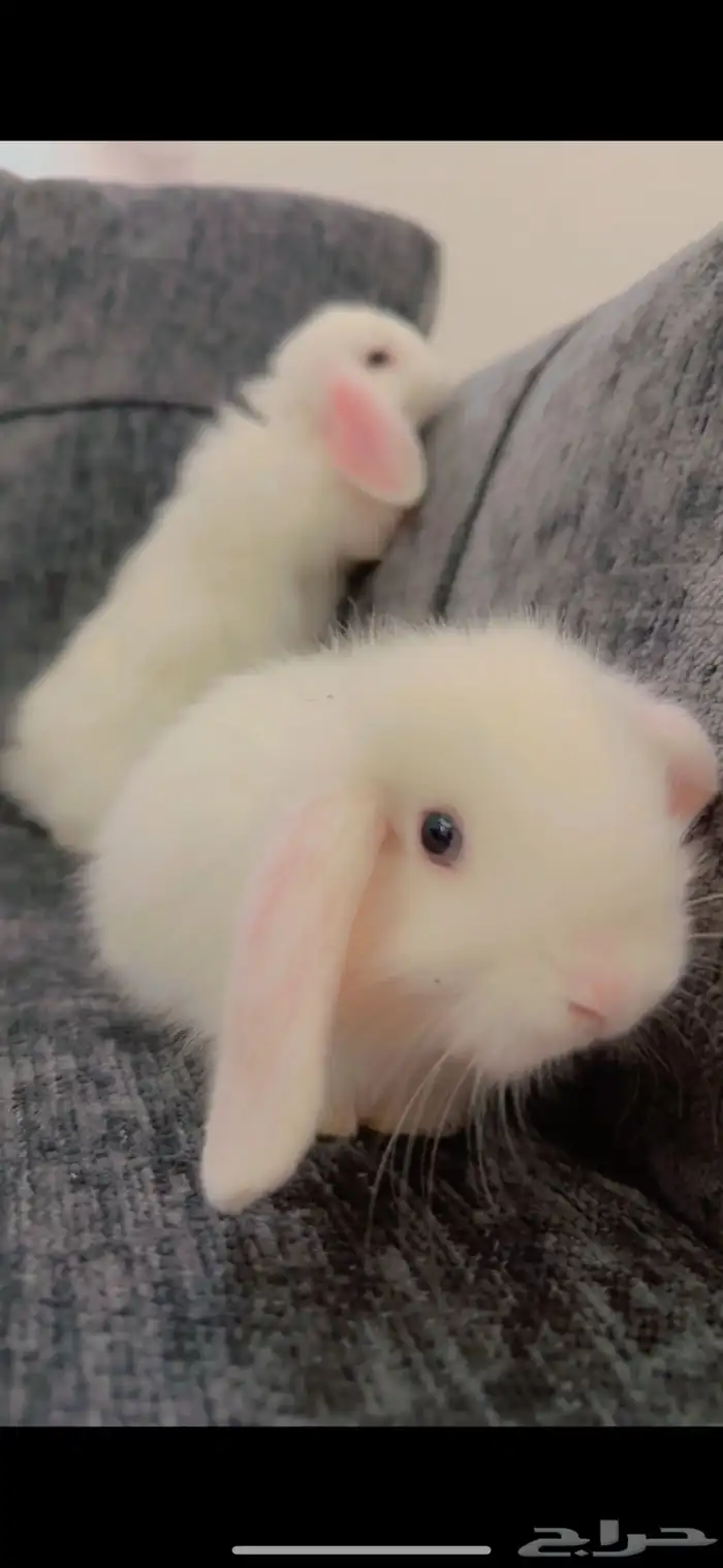 ارنب هولند لوب 3