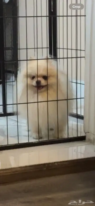 بوميرينيان مستوردين للبيع index