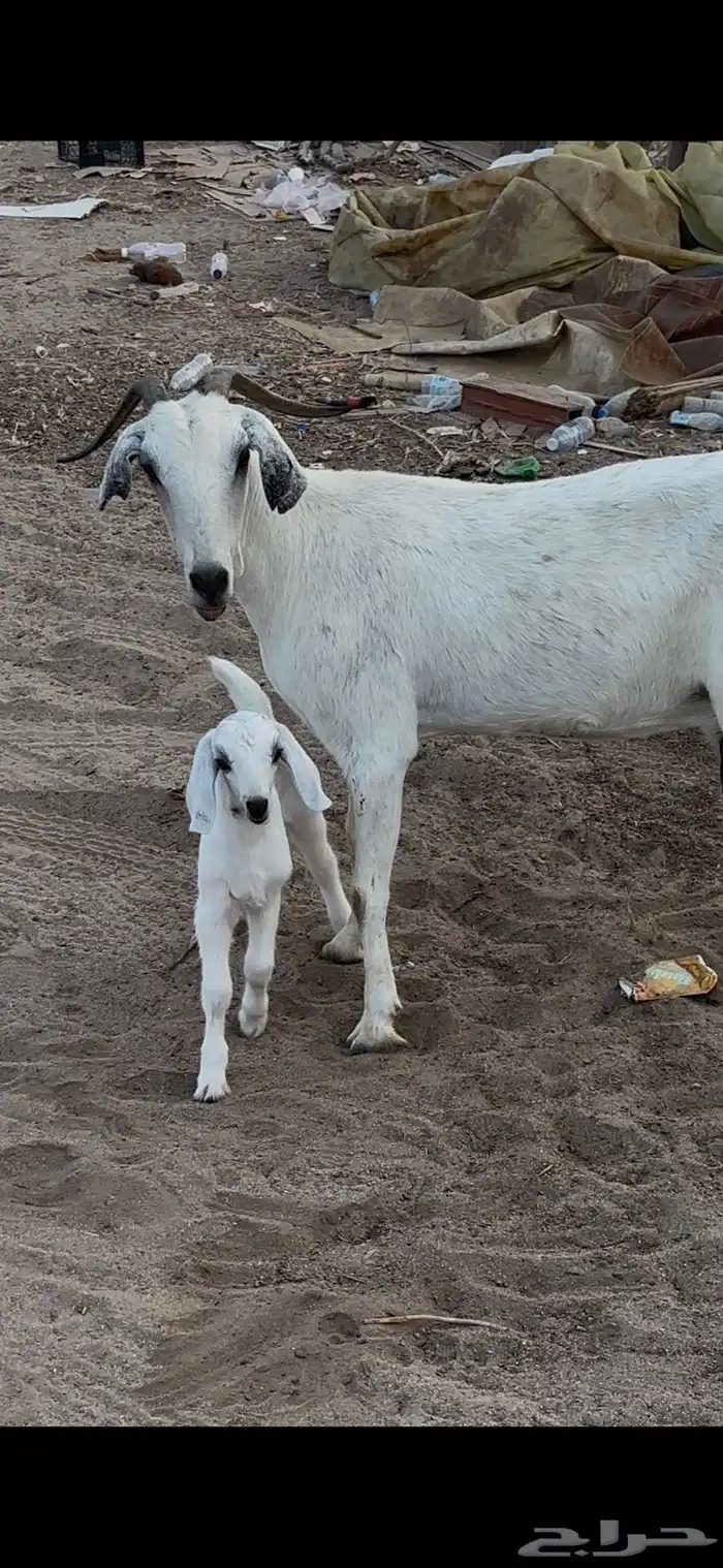 عنز بيشيه والد معه جفره 3