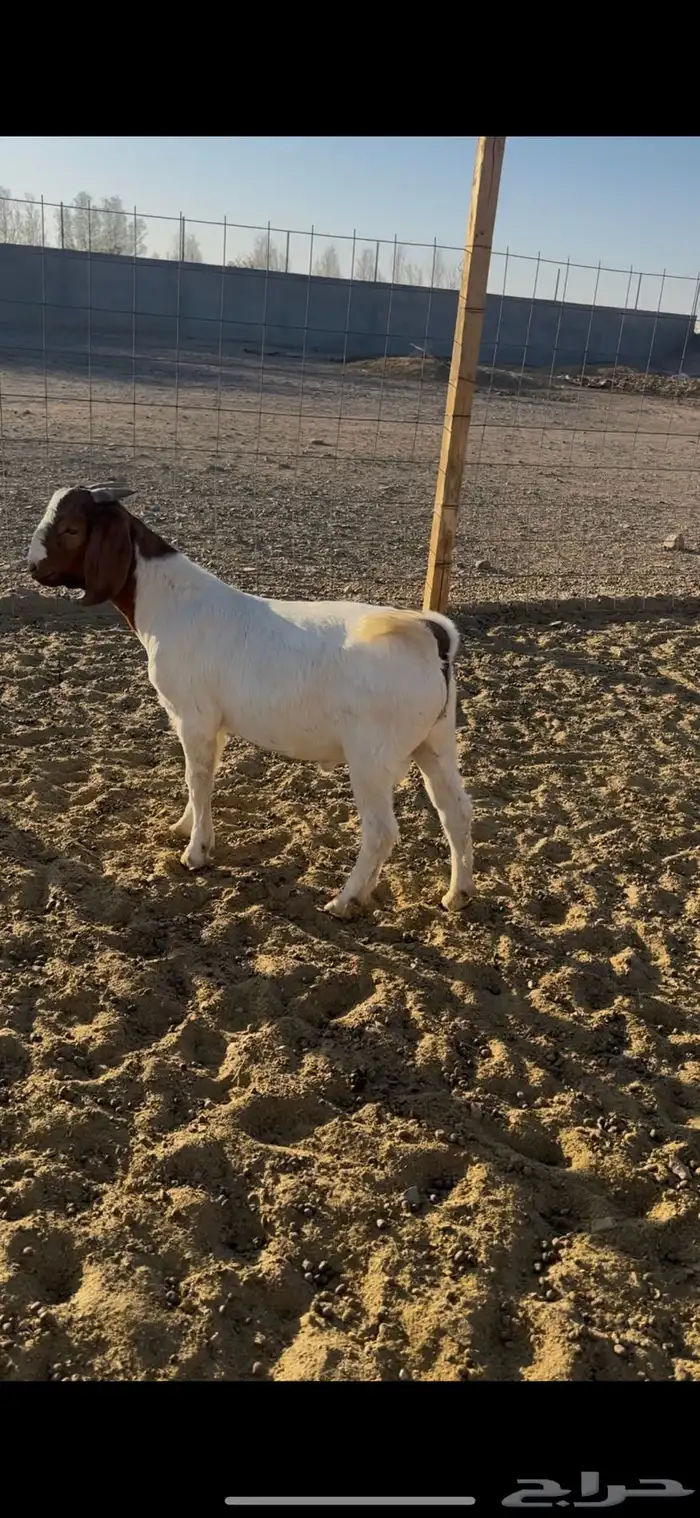 اعرض لكم تيوس صنف الاب ولام بورقوت 1