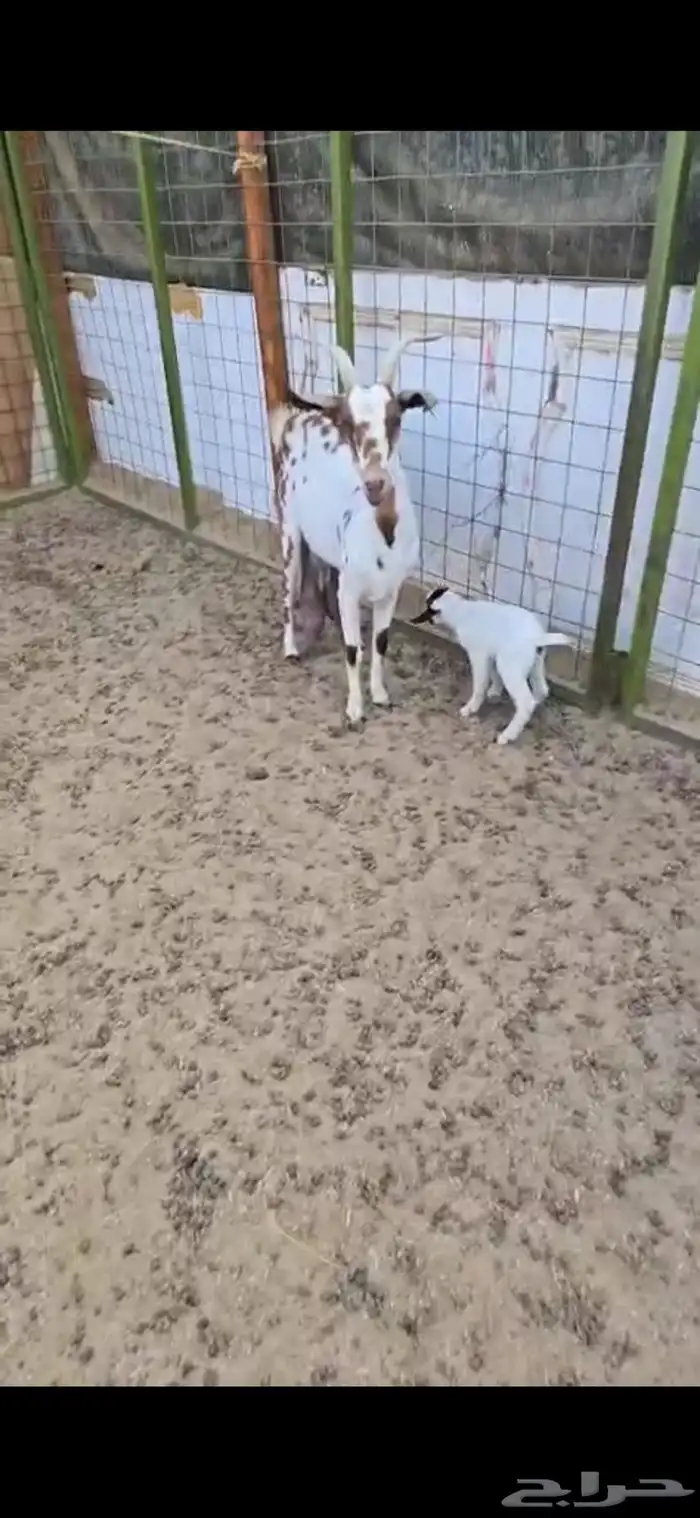 عنز بيشيه مرخاء والد معه جفره 2