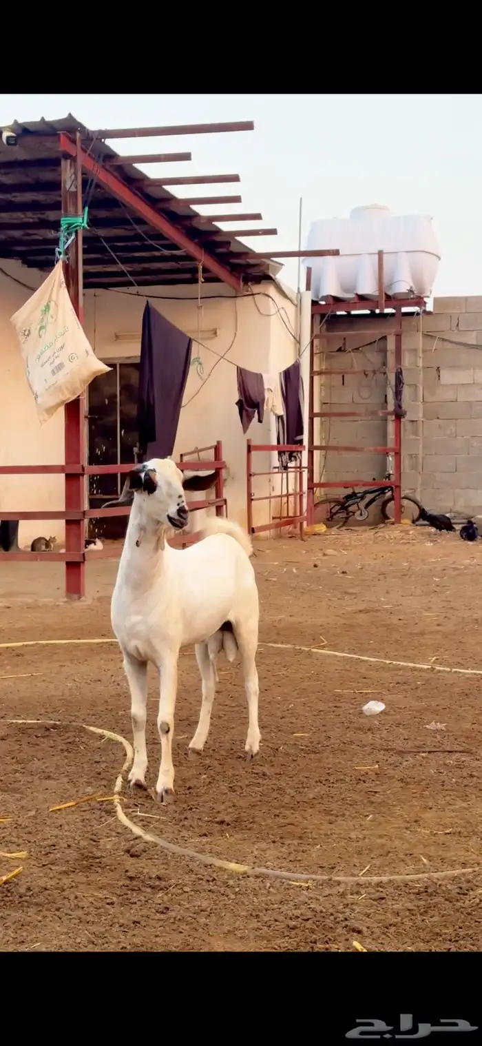 فحل بيشي للبيع 4