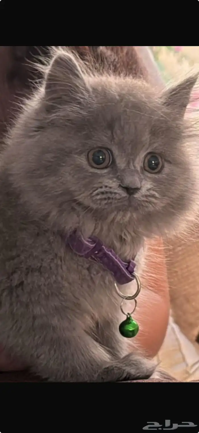 قطوه شيرازي أنثى عمرها شهرين (700 ميه مع القفص) 1