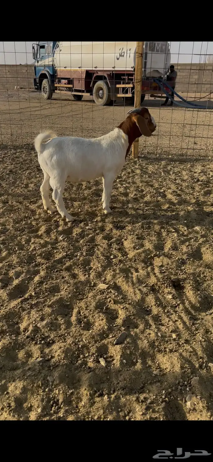 اعرض لكم تيوس صنف الاب ولام بورقوت 0