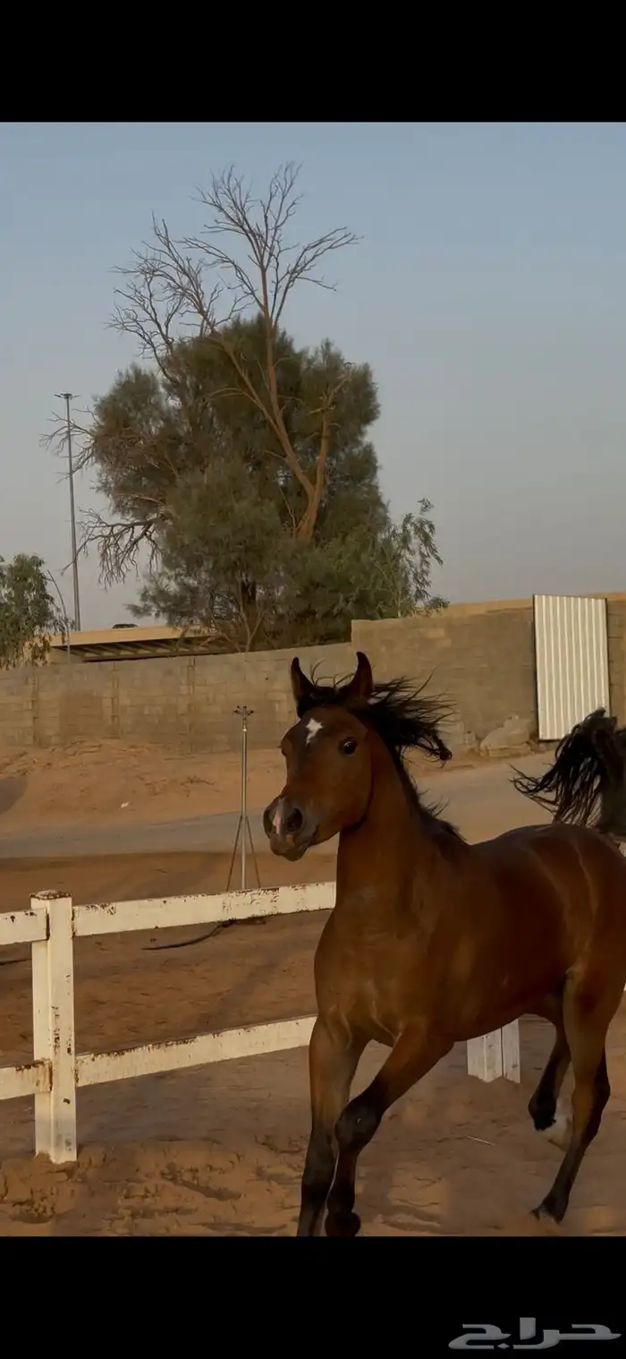 للبيع خيل عربي اصيل 0