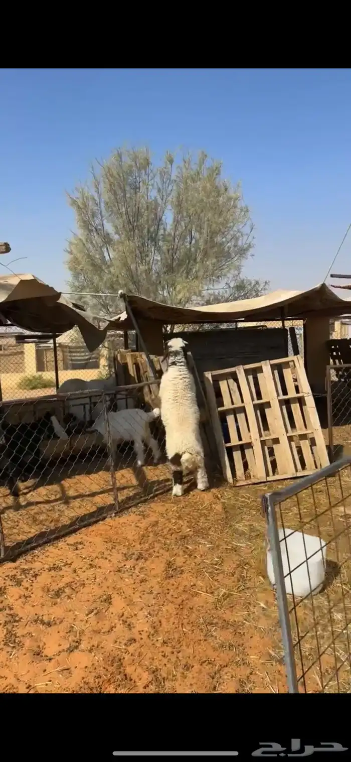 هرفي نعيمي 2