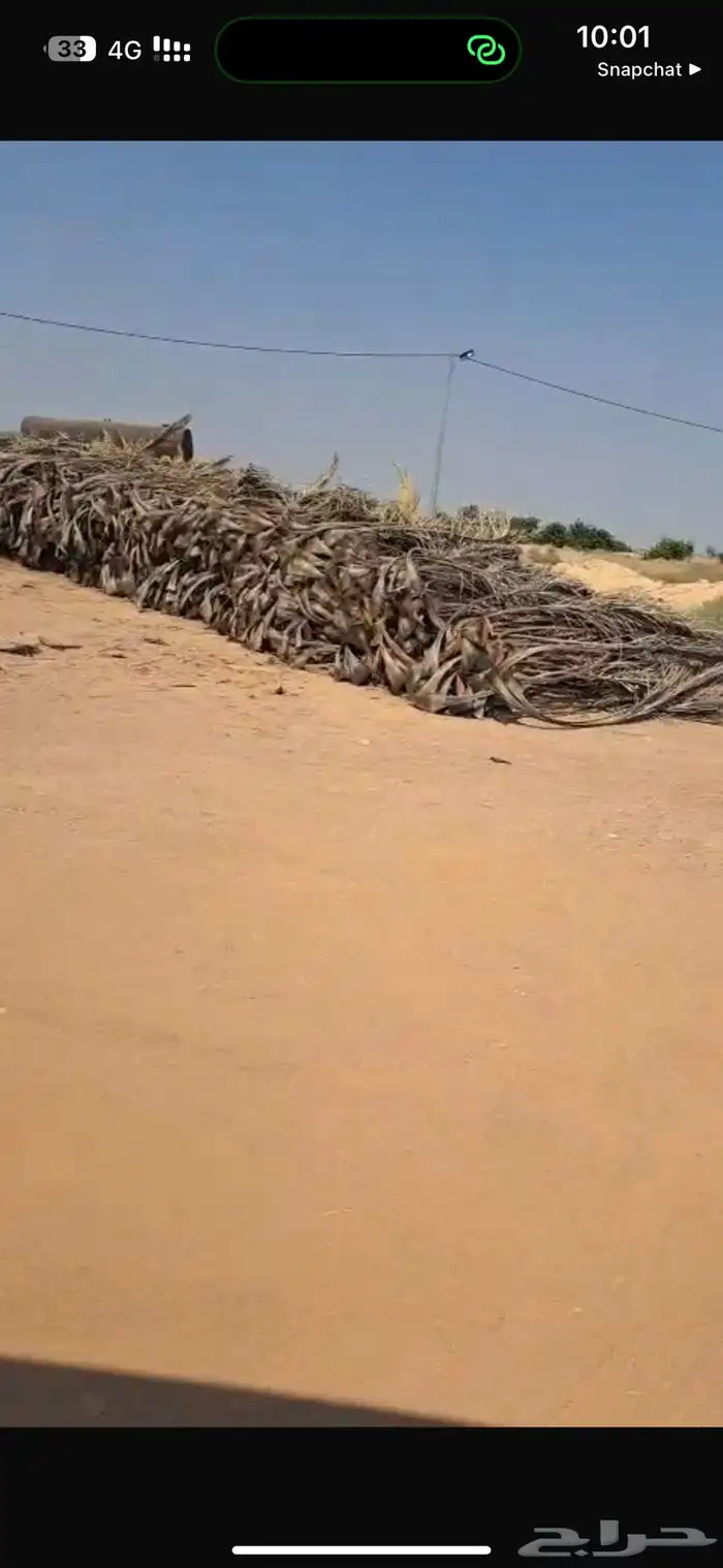 عسيب نخل ( سعف ) كمية كبيرة 1