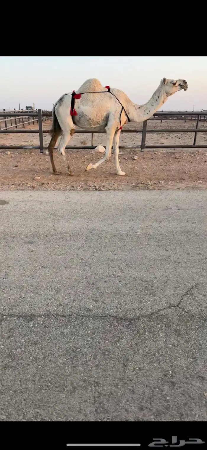 لقحه ملاقي 0