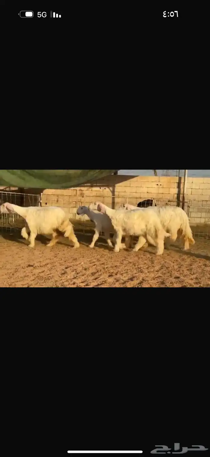 عرض بيع جذعات عيسيات 1