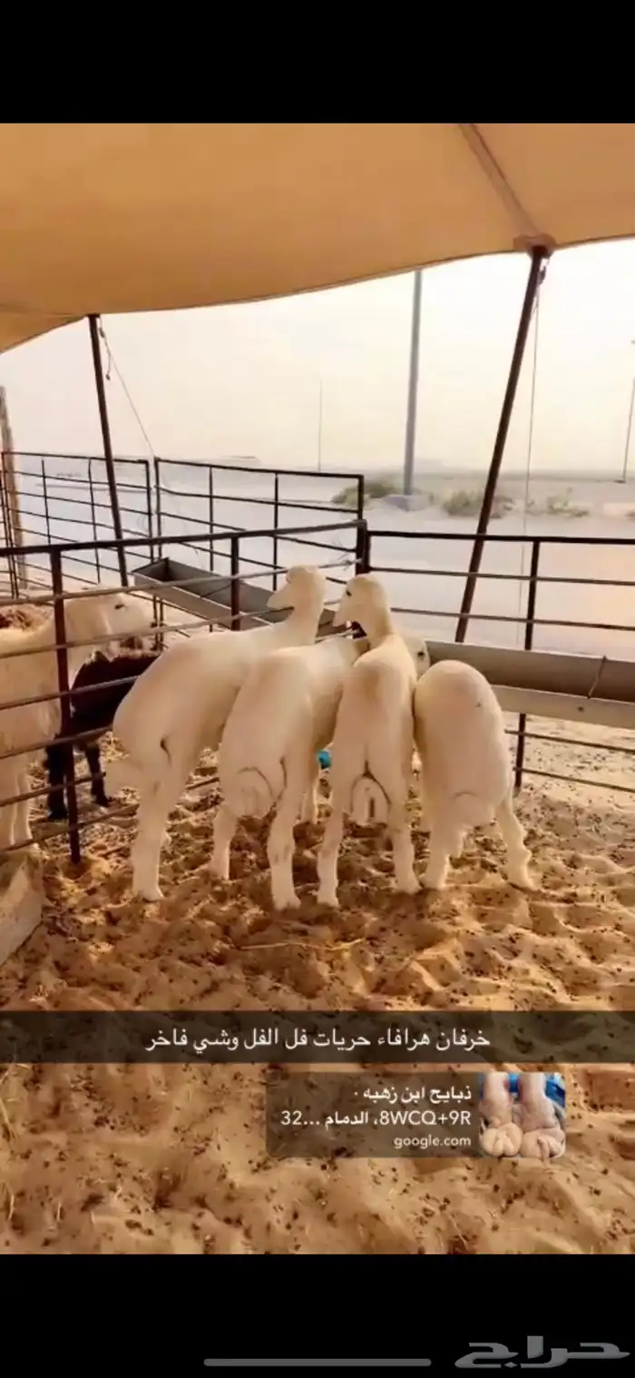 خرفان حريات 2