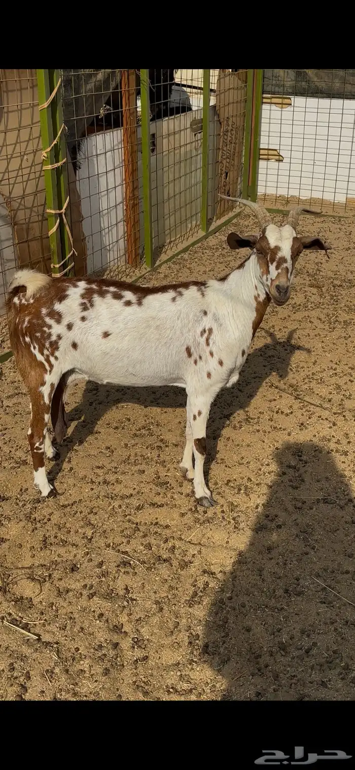 عنز بيشيه مرخاء والد معه جفره 4