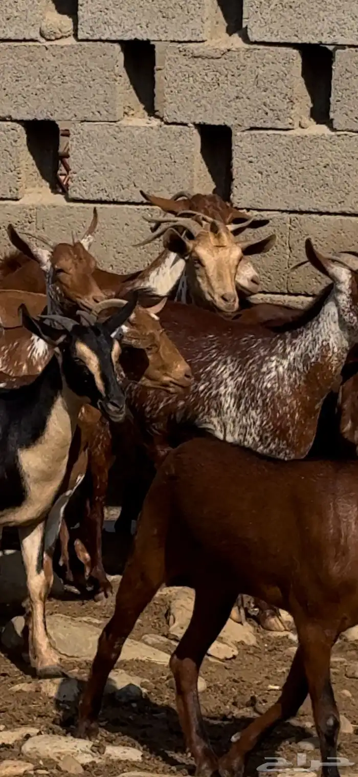 غنم ماعز دهم ووشح مقاني 3