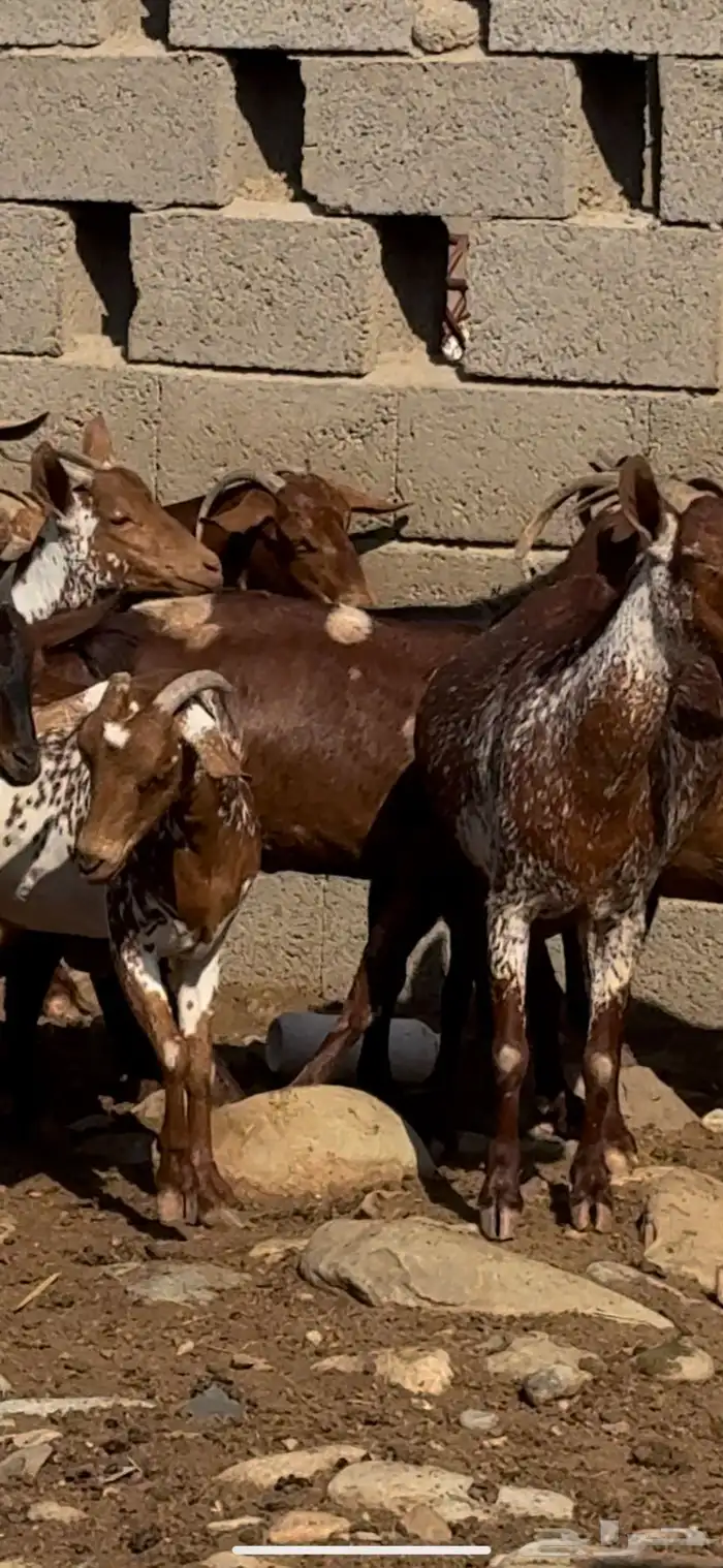 غنم ماعز دهم ووشح مقاني 7