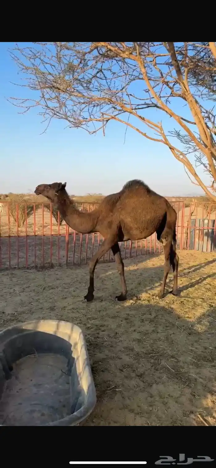 بكره للبيع 1