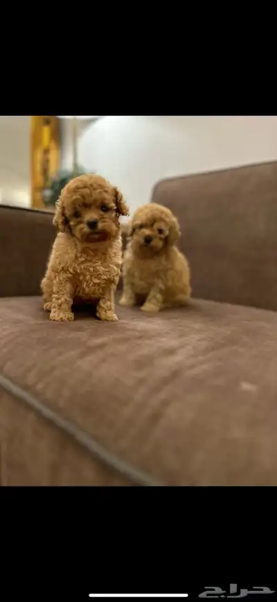 توي بودل بيور ماشاءالله index