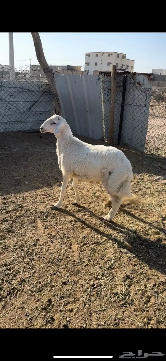 طلي جبر فل شحم وطرف ونظيف شرط(( تم البيع )) 2