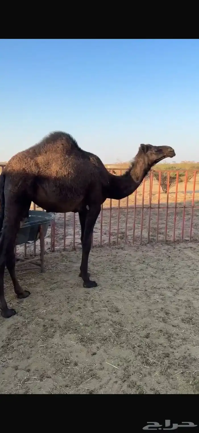 بكره للبيع 0