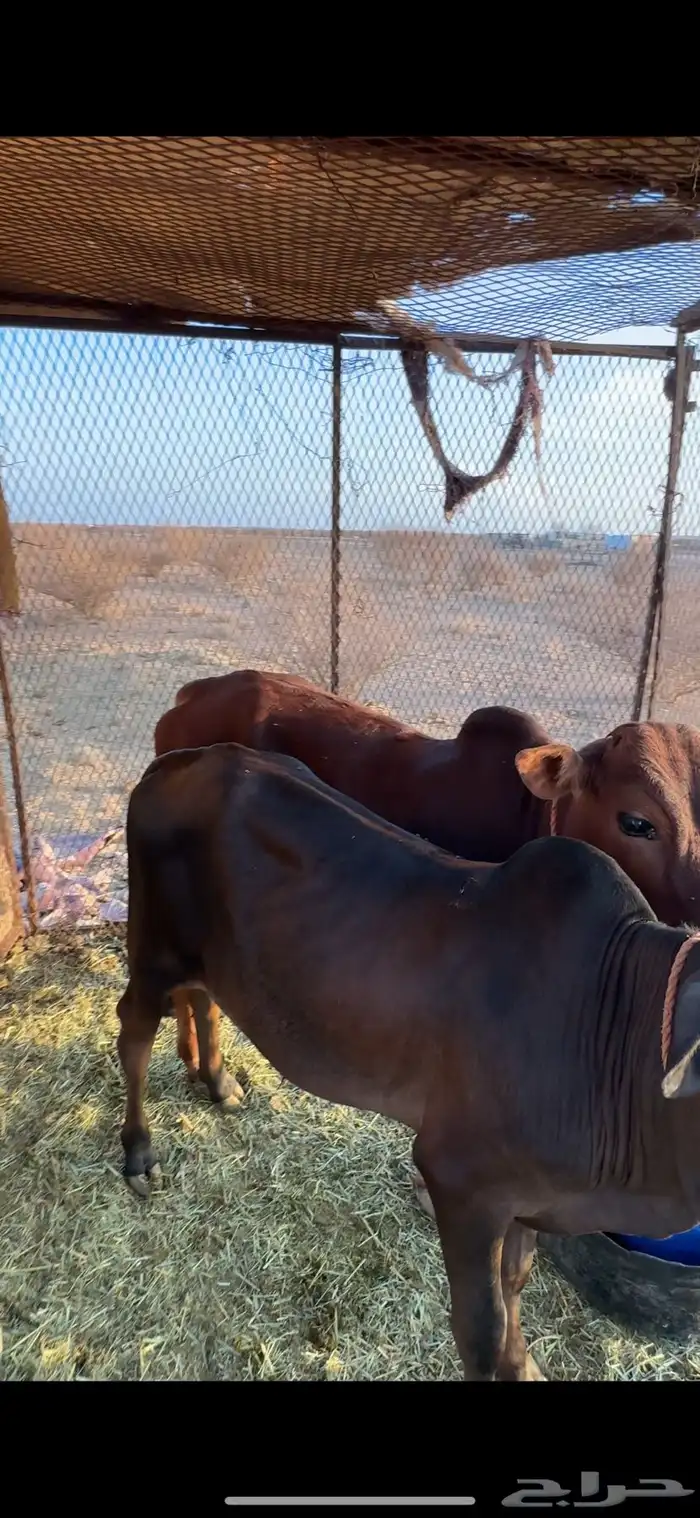 حسلان العدد 2 والبيع سمح 3