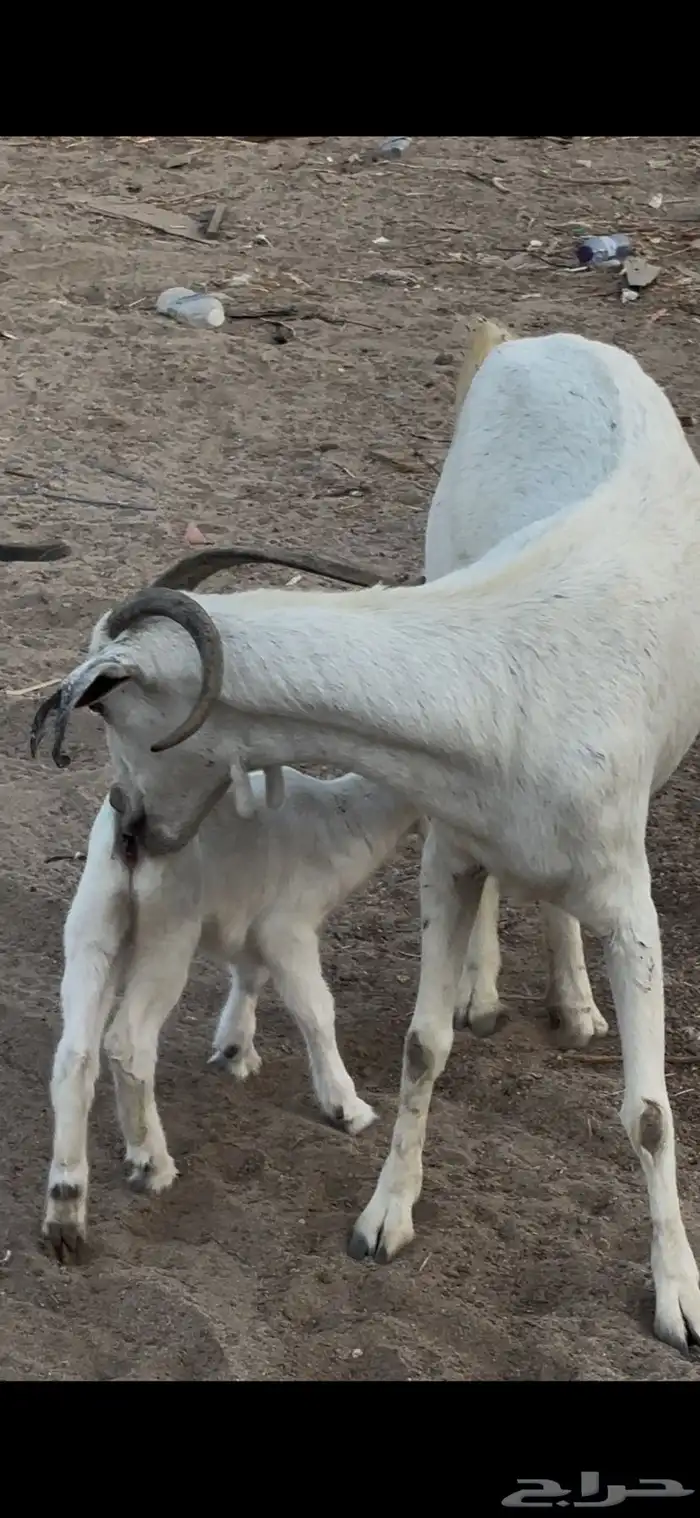 عنز بيشيه والد معه جفره 2