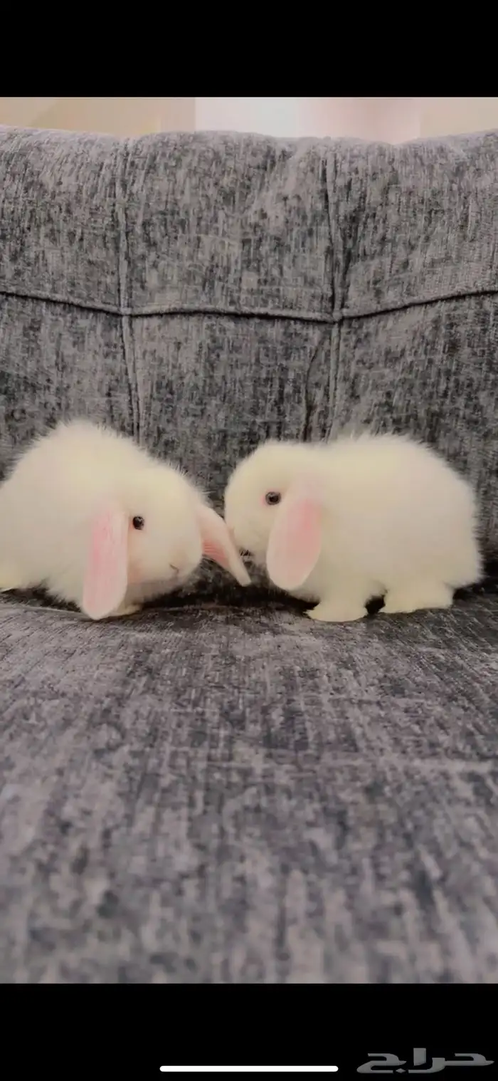 ارنب هولند لوب 8