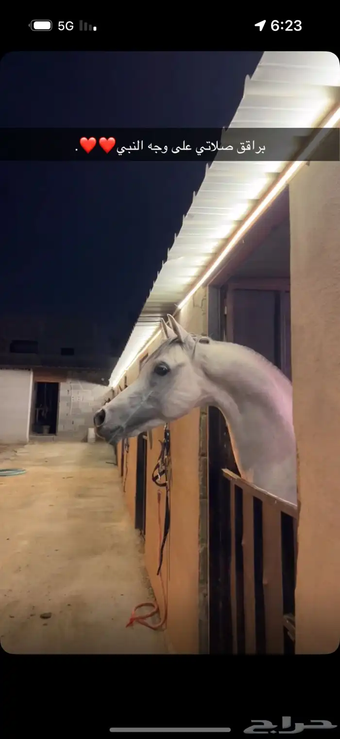 حصان فاخر. 1