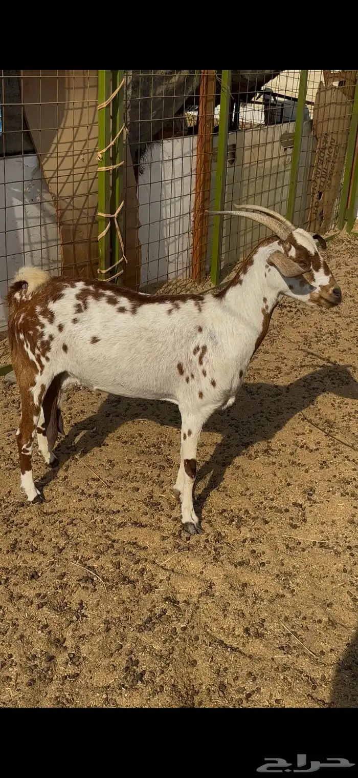 عنز بيشيه مرخاء والد معه جفره 3