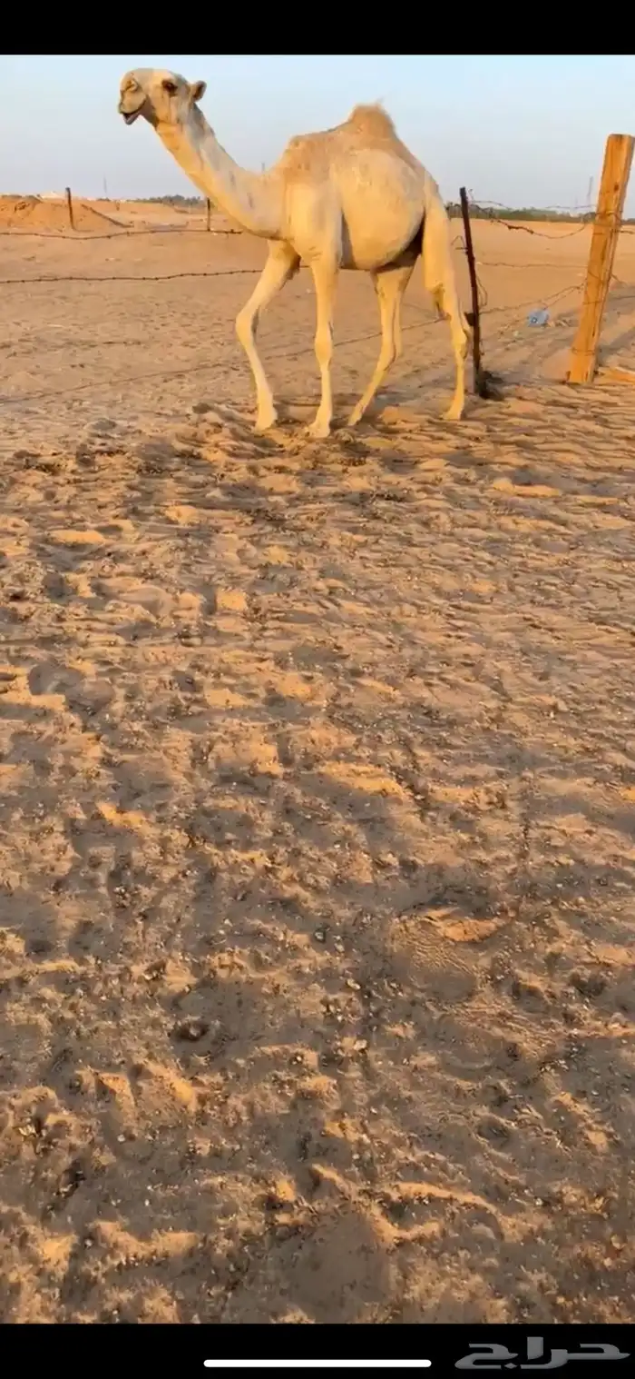 قعود للبيع 1