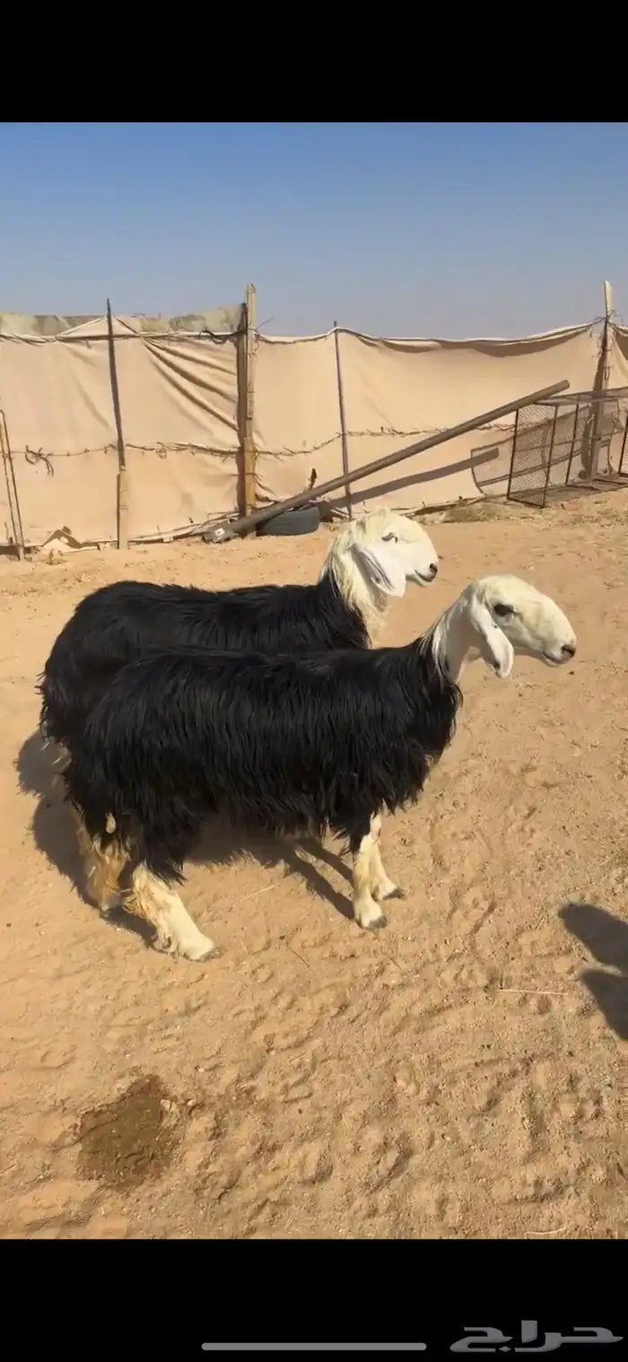 نجد جذعات جفرات جذعات 0