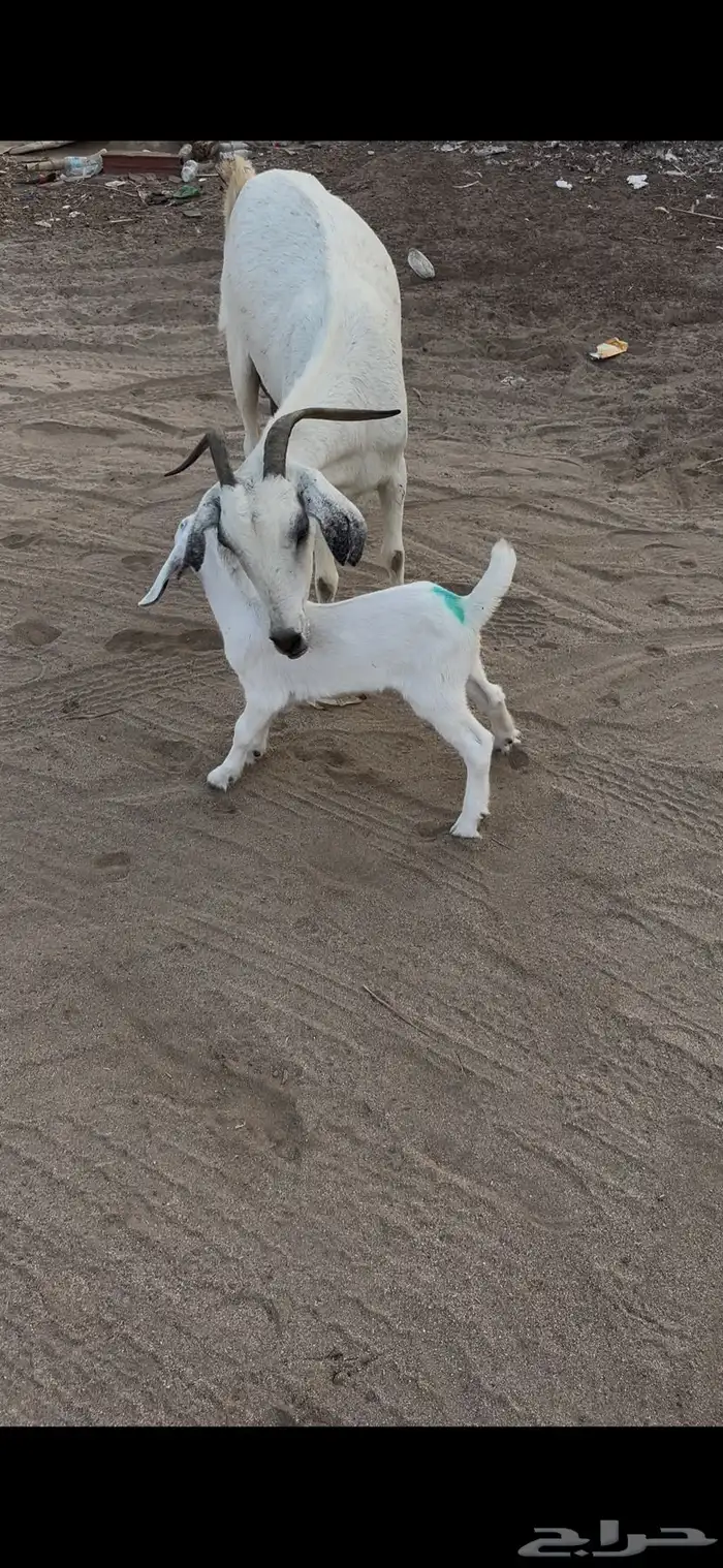 عنز بيشيه والد معه جفره 4