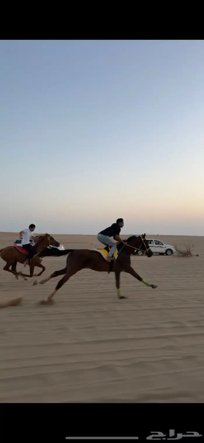 حصان سرعه للبيع 4