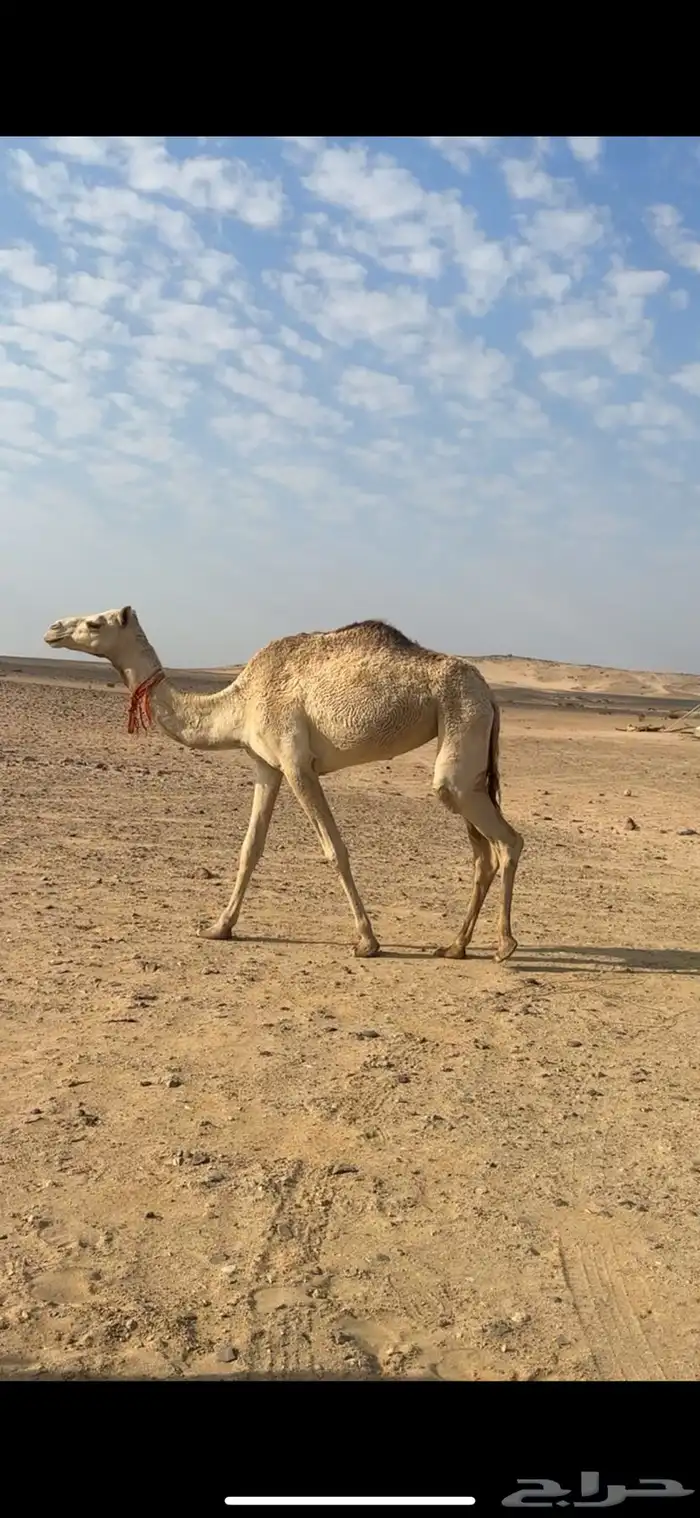 بكار احرار 0