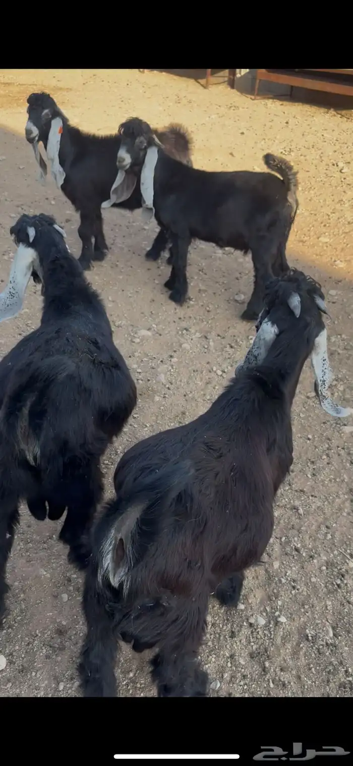 تيوس مغلقة 0